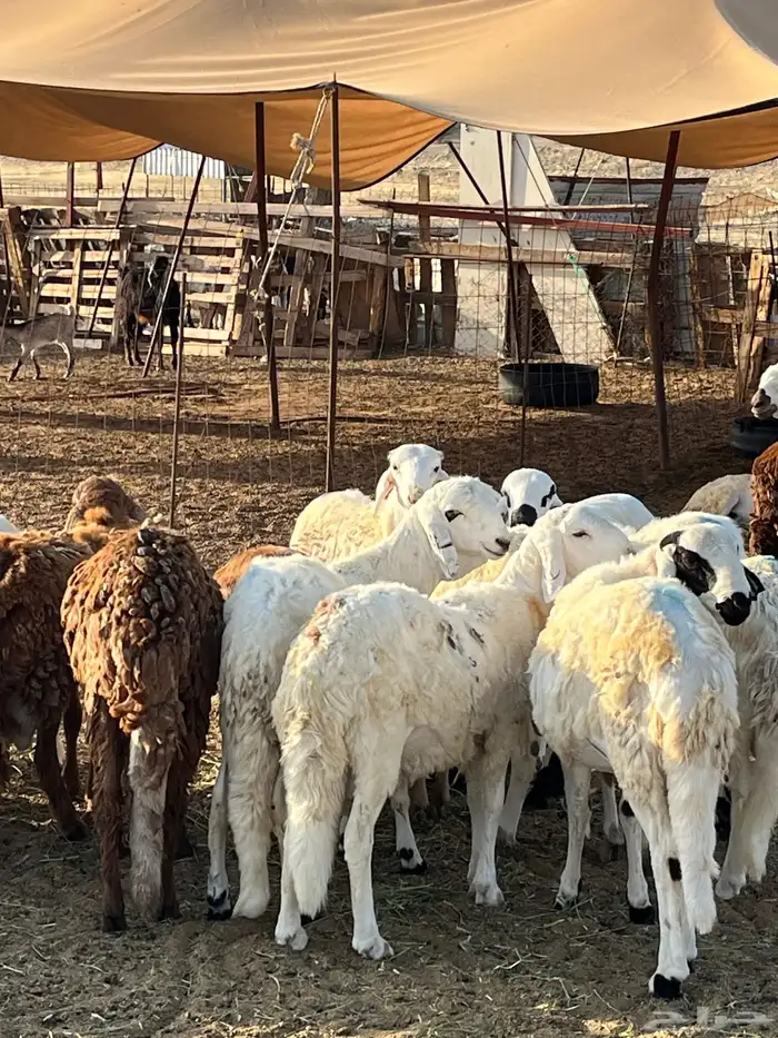 سواكني مرابي حمري و ابيض 2