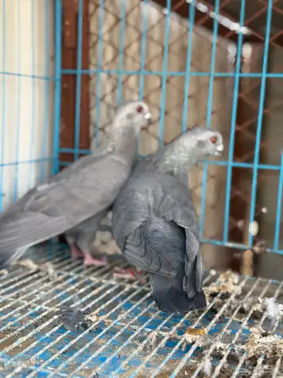زوج بوز مغبر 5