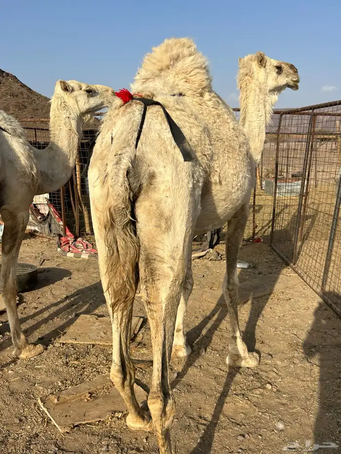 خلفات وضح من 8500 فقط تم البيع 10