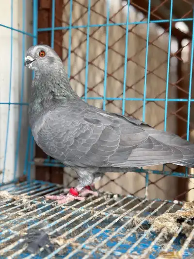 زوج بوز مغبر 3