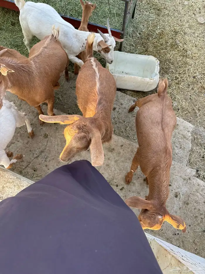 خمسه تيوس فل شحم 3