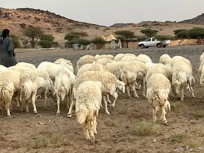 رخال صنف الصنف تم البيع 4