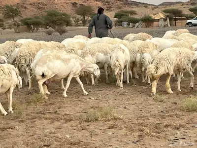 رخال صنف الصنف تم البيع 3