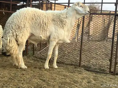 رخال صنف الصنف تم البيع 2