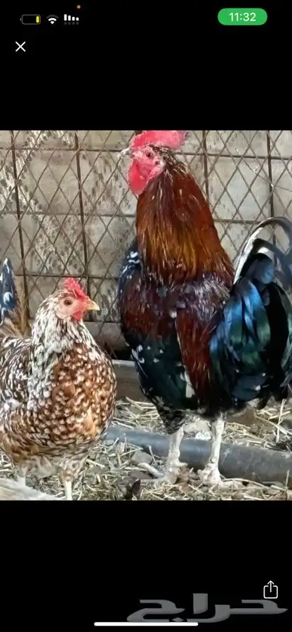 دجاج ماكنتوش سلالة نوادر للبيع تم البيع 4