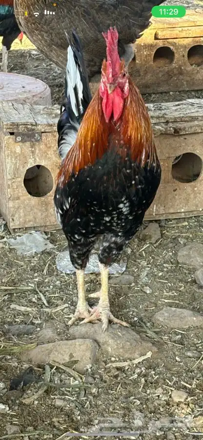 دجاج ماكنتوش سلالة نوادر للبيع تم البيع 3