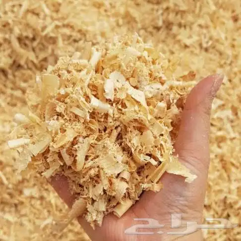 نشارة خشب نظيفة 100 1