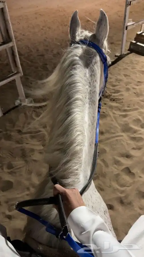 مربط العقيد لايواء الخيل رابغ 0