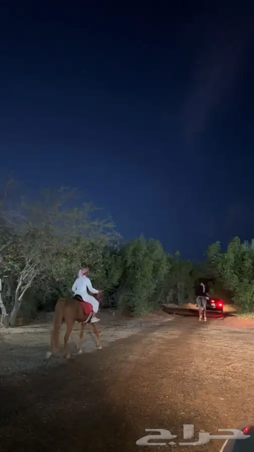 مربط العقيد لايواء الخيل رابغ 1