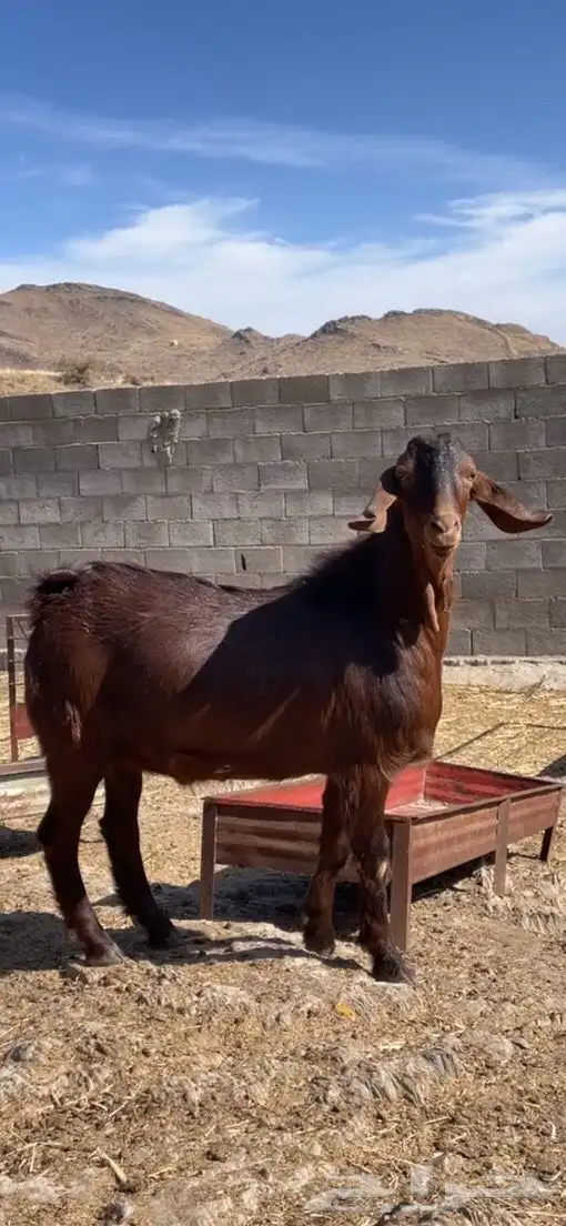 تيس فحل اجم ( تم البيع ). 3