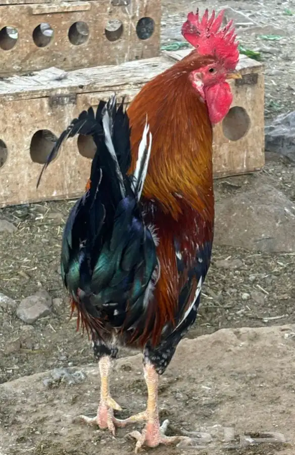 دجاج ماكنتوش سلالة نوادر للبيع تم البيع 2