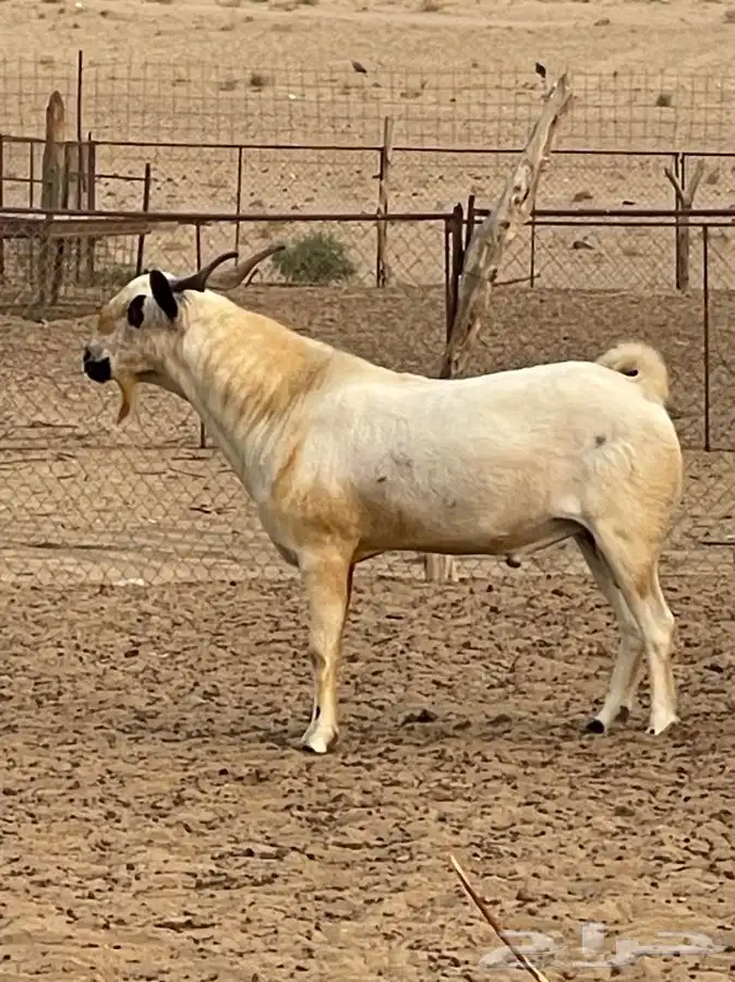 فحل بيشي اكحل فاخر من الاخر للبيع (تم البيع) 0