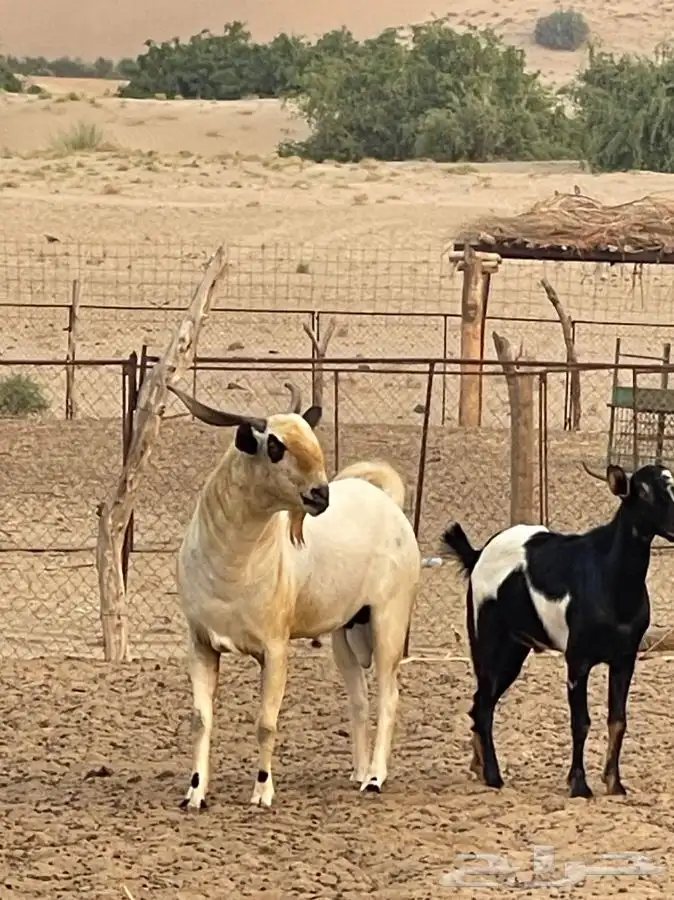 فحل بيشي اكحل فاخر من الاخر للبيع (تم البيع) 2
