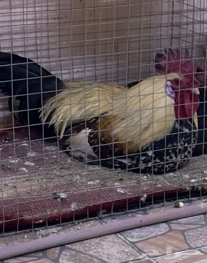 دجاج ماكنتوش سلالة نوادر للبيع تم البيع 1