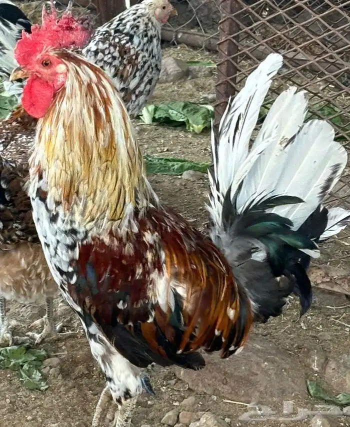 دجاج ماكنتوش سلالة نوادر للبيع تم البيع 0