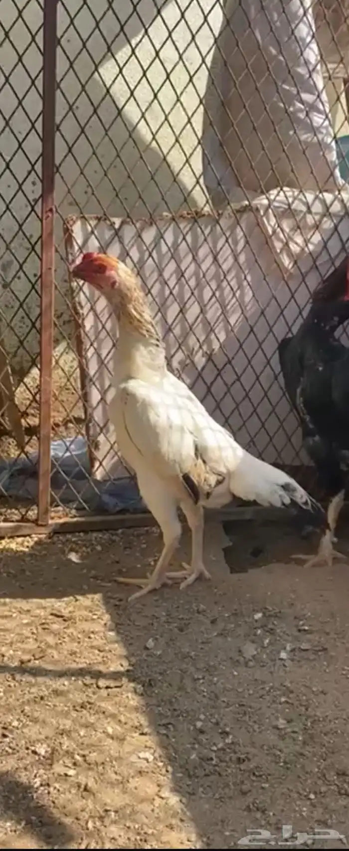 شامو يباني تم البيع 6