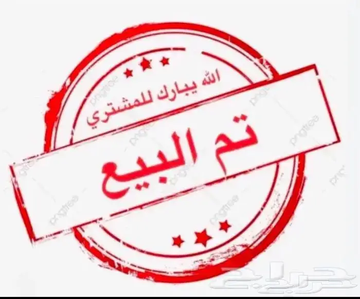 كلاب مالتيز 0