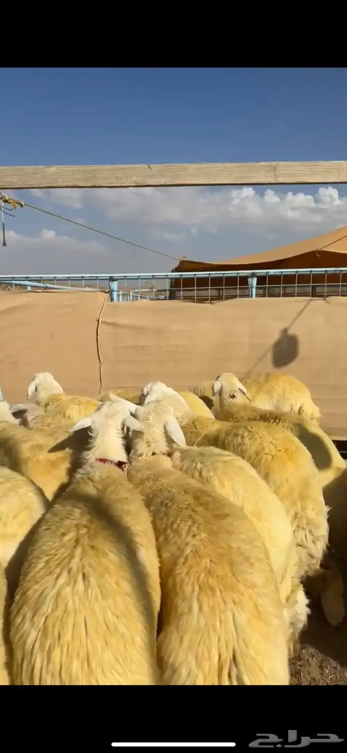 رخال تأسيس مراح كفو ( تم البيع ) 2