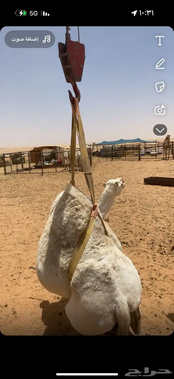 دنه نقل حلال ابل وغنم ونش كرين 0