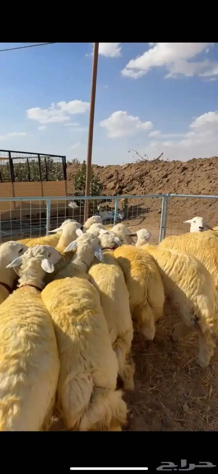 رخال تأسيس مراح كفو ( تم البيع ) 3