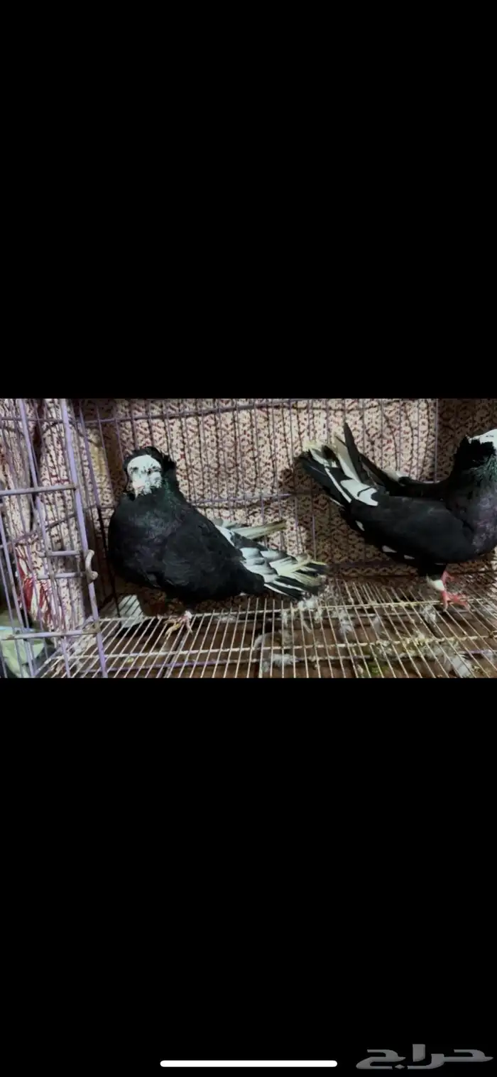 للبيع جوز حمام مصري مالطي 0