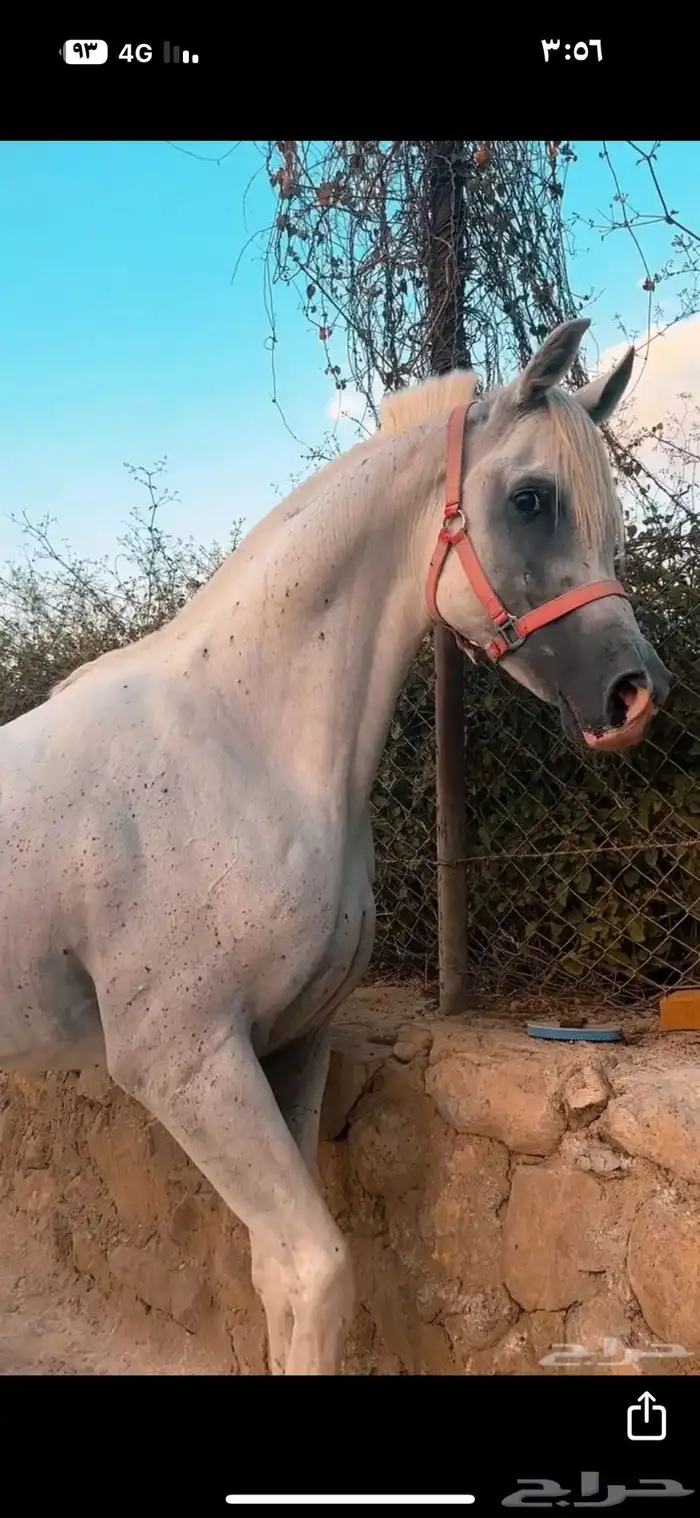 فحل مصري بيور منتج 2
