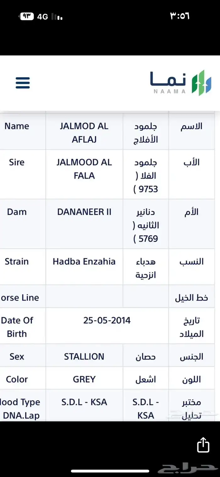 فحل مصري بيور منتج 3