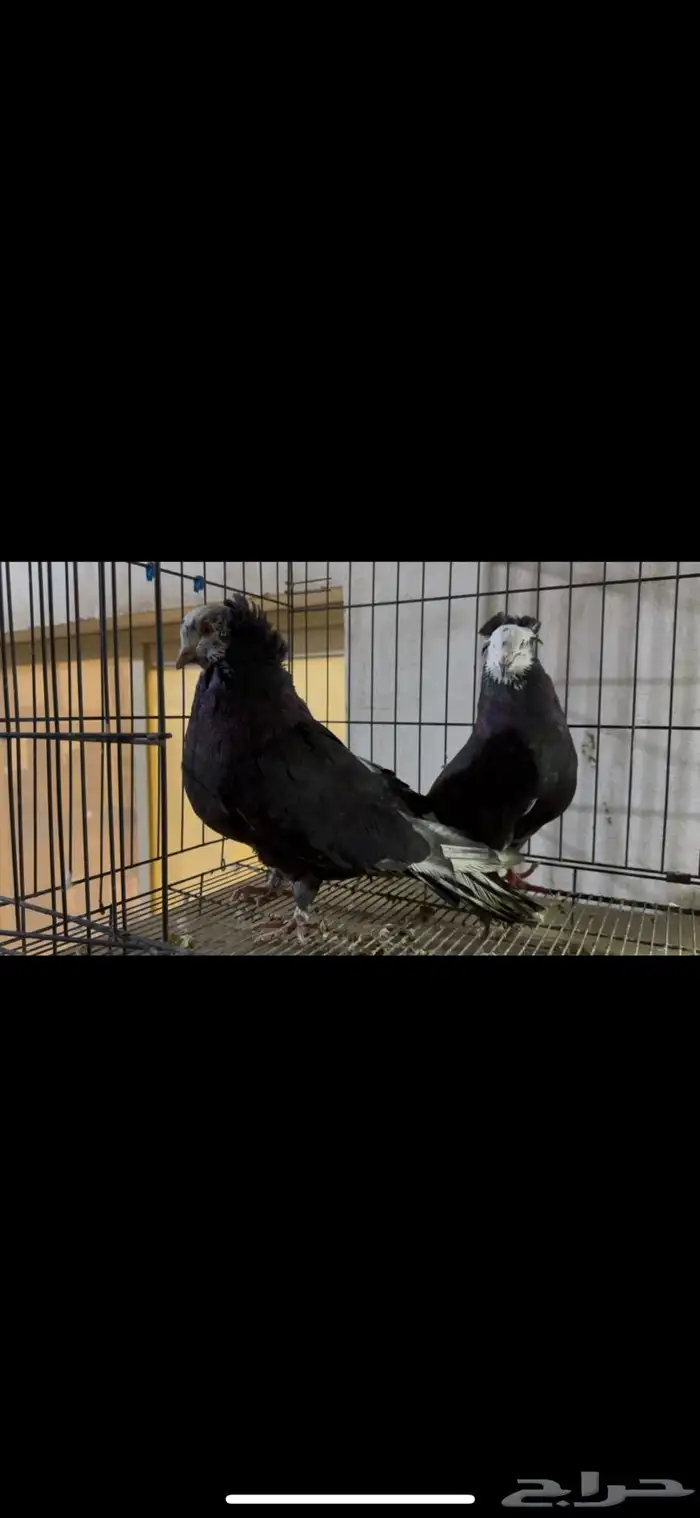 للبيع جوز حمام مصري مالطي 2