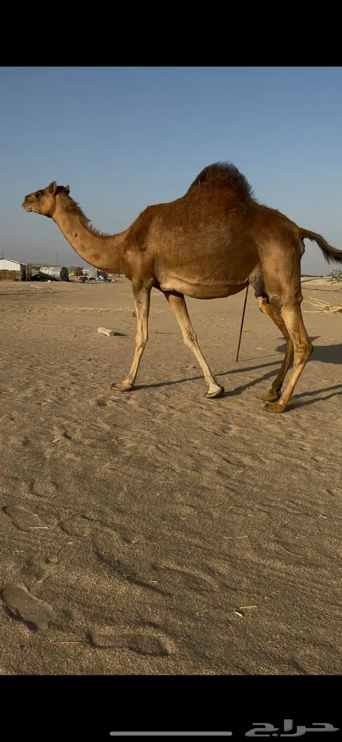 ناقة ملاقي للبيع 4