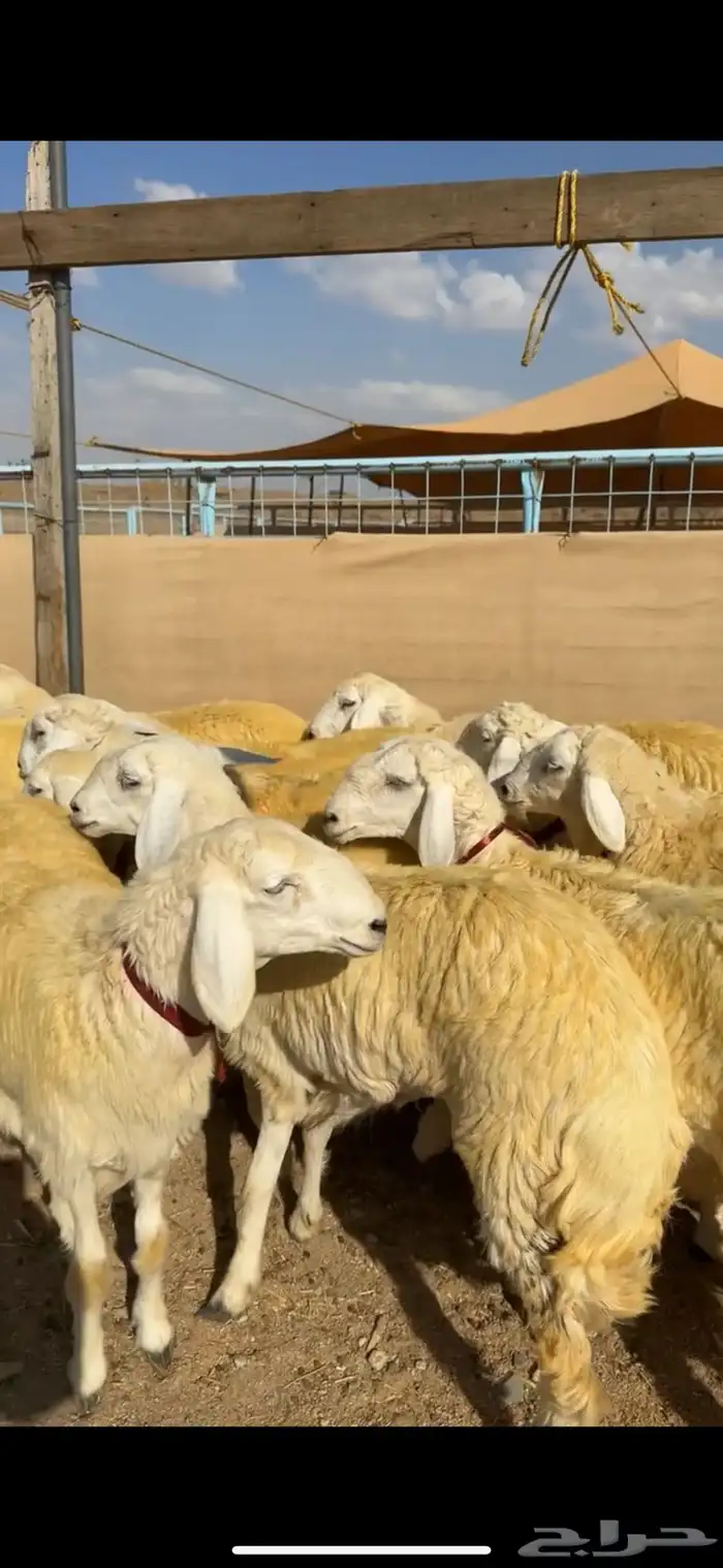 رخال تأسيس مراح كفو ( تم البيع ) 8