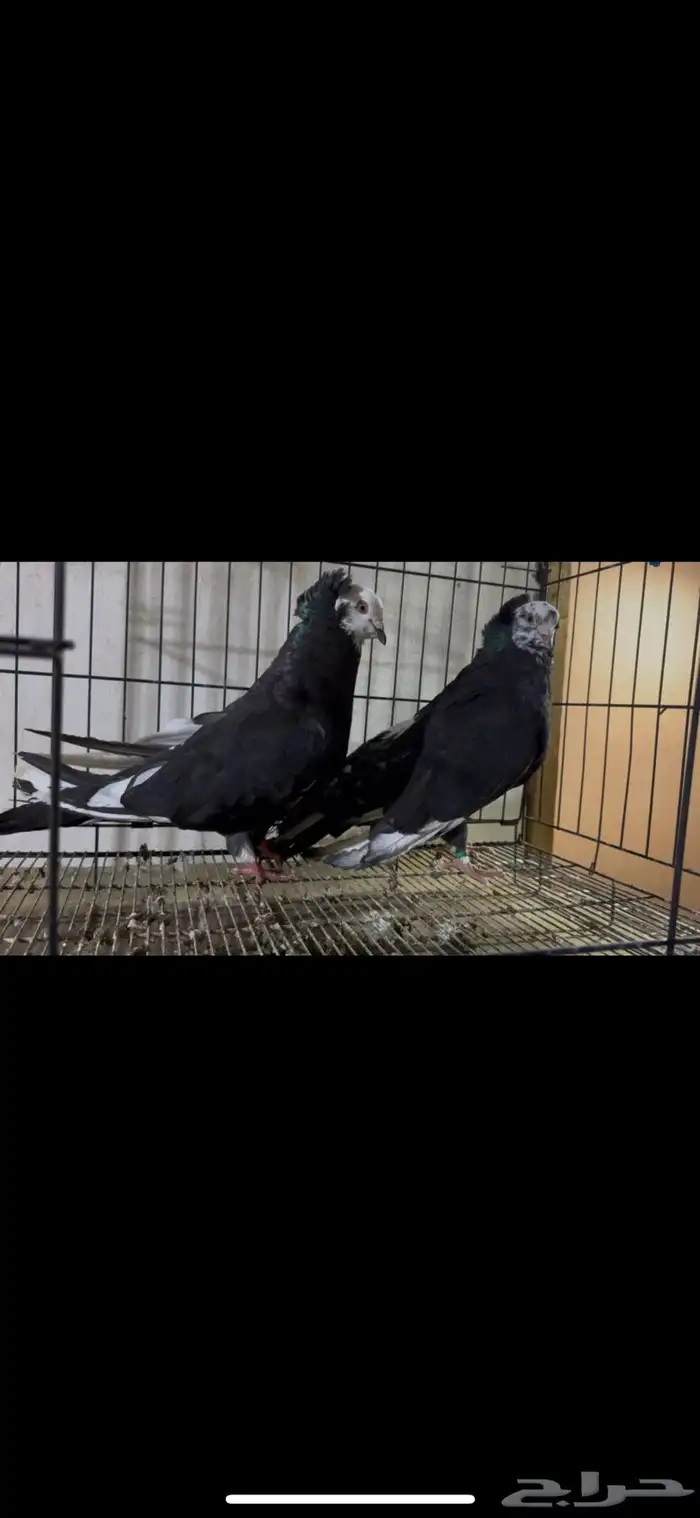 للبيع جوز حمام مصري مالطي 1