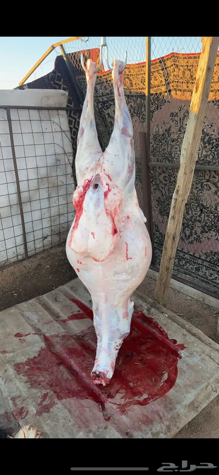 طليان ذبائح شحم فل ثلاجه ومفطع 2