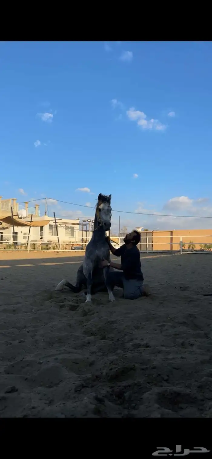 مربط واسطبل نايت  يو 11