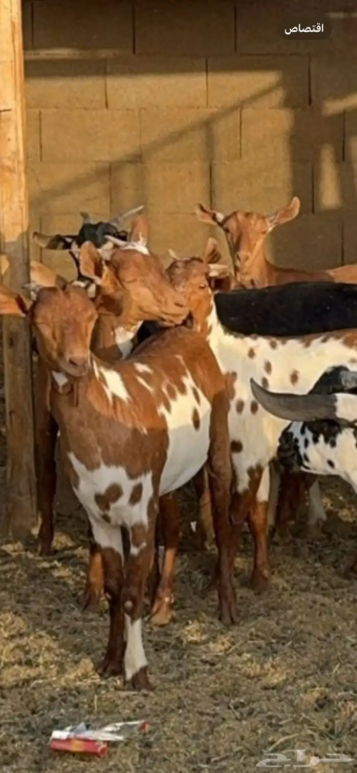 خرفان وتيوس. جميع الحلال موجود 8