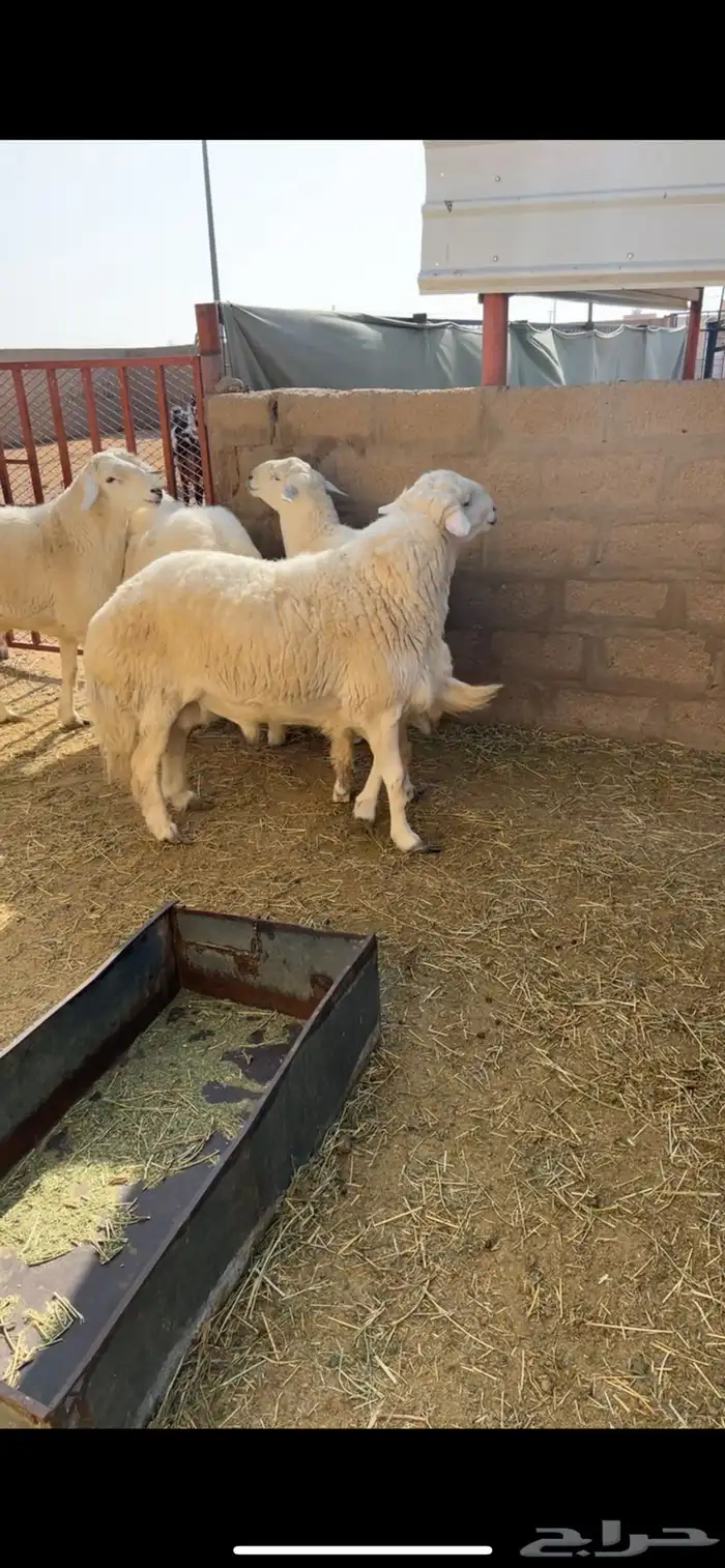 خرفان 0