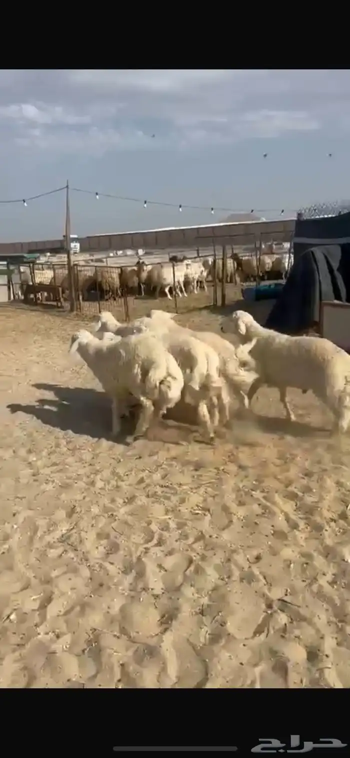 ذبائح حري ونعيم وخدمه توصيل انحاء الرياض 5