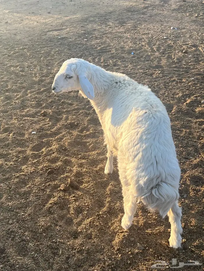 طلي للبيع 3