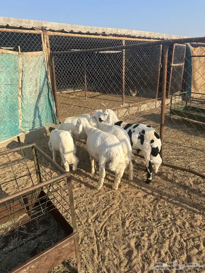 طليان للبيع 4