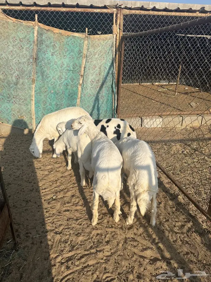 طليان للبيع 0