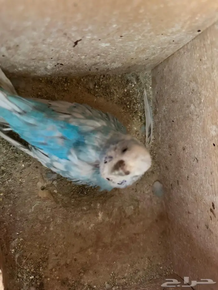 طيور حب 3