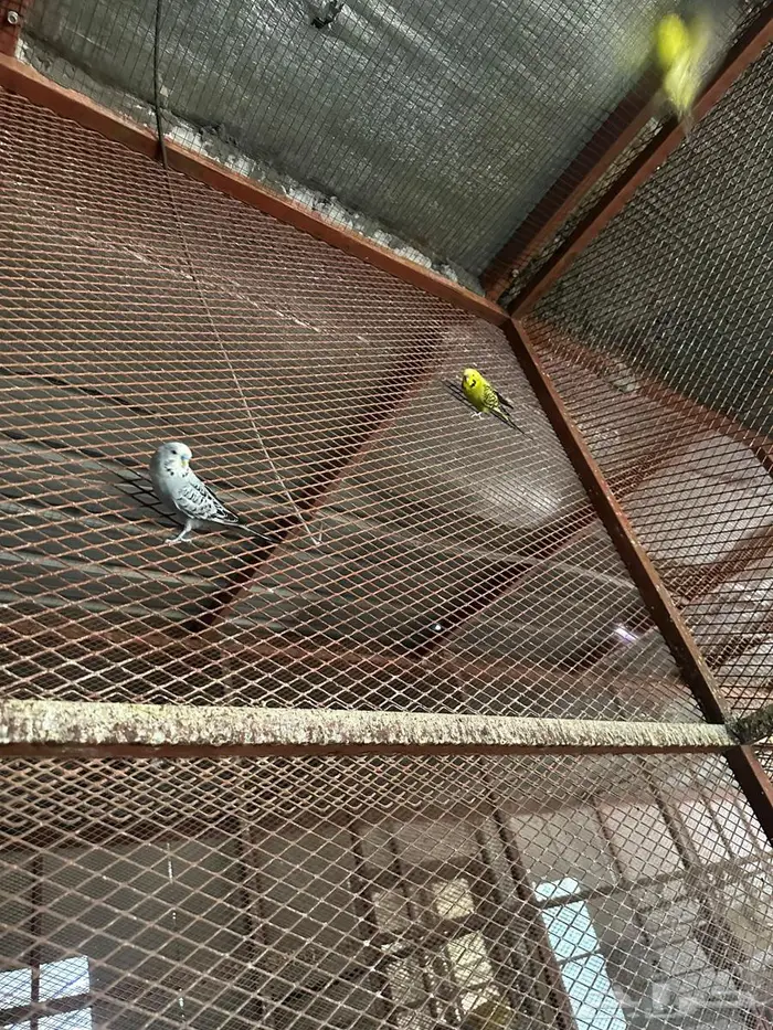 طيور حب 0