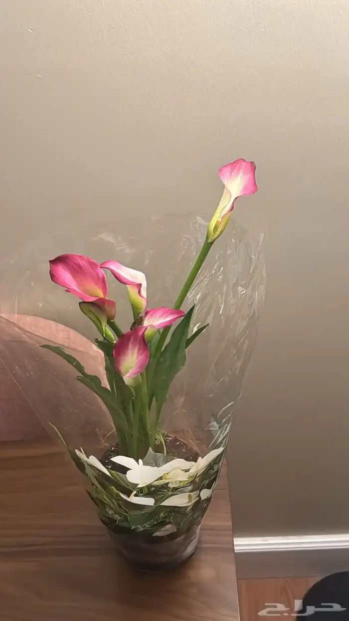 شتلة داخلية ورد انثيريوم مستديم 55 ريال 1