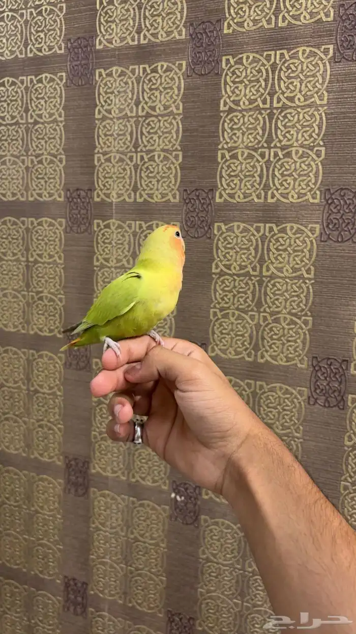 روز هدد داخلي خارجي ( تم البيع) 1