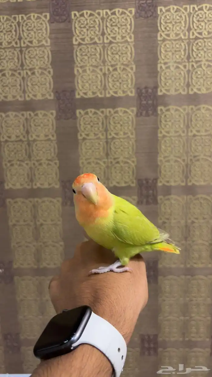 روز هدد داخلي خارجي ( تم البيع) 0