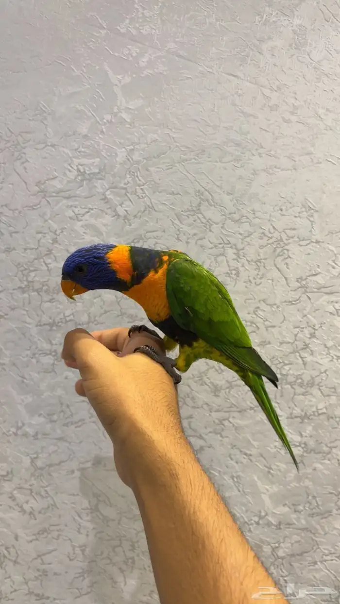 لوري هدد داخلي خارجي (تم البيع) 2