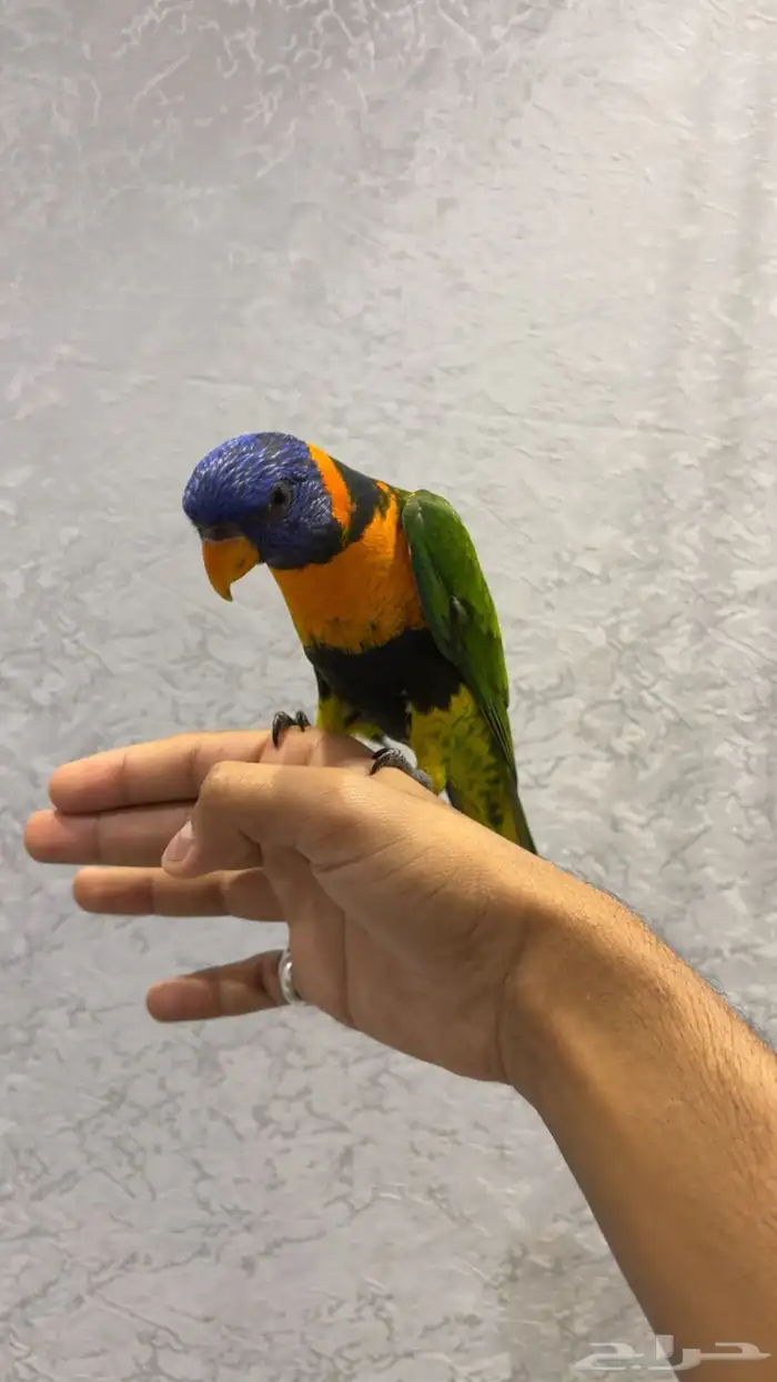 لوري هدد داخلي خارجي (تم البيع) 1