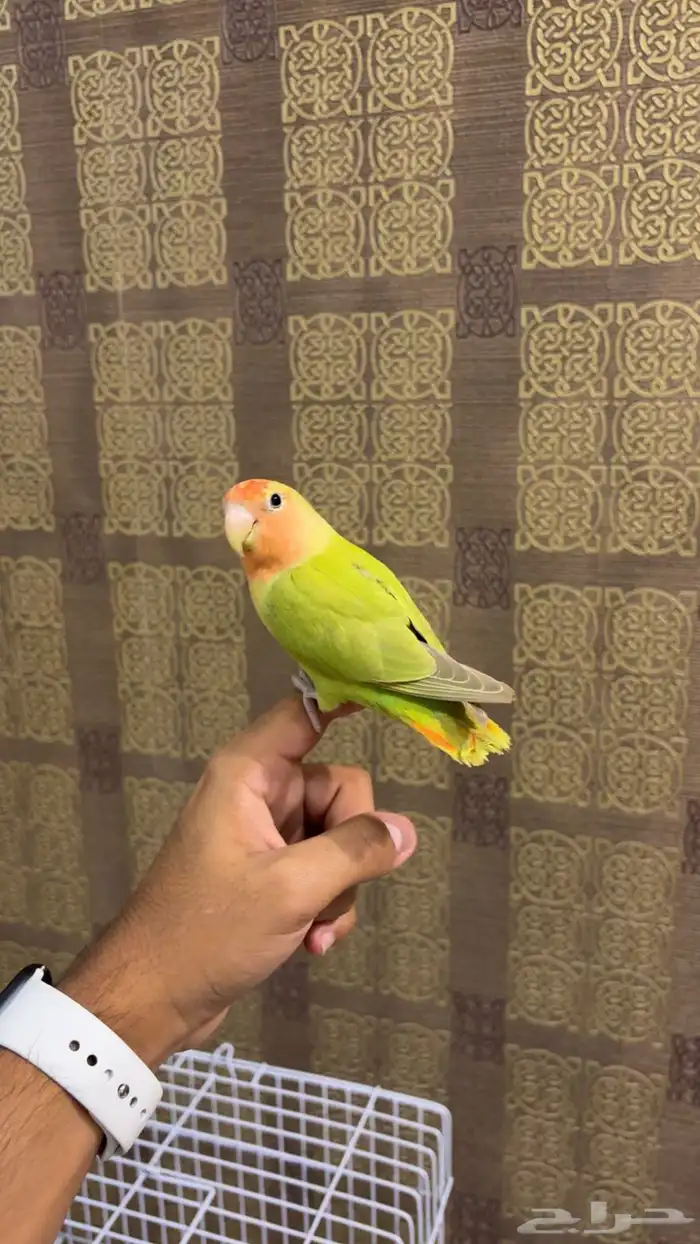 روز هدد داخلي خارجي ( تم البيع) 2