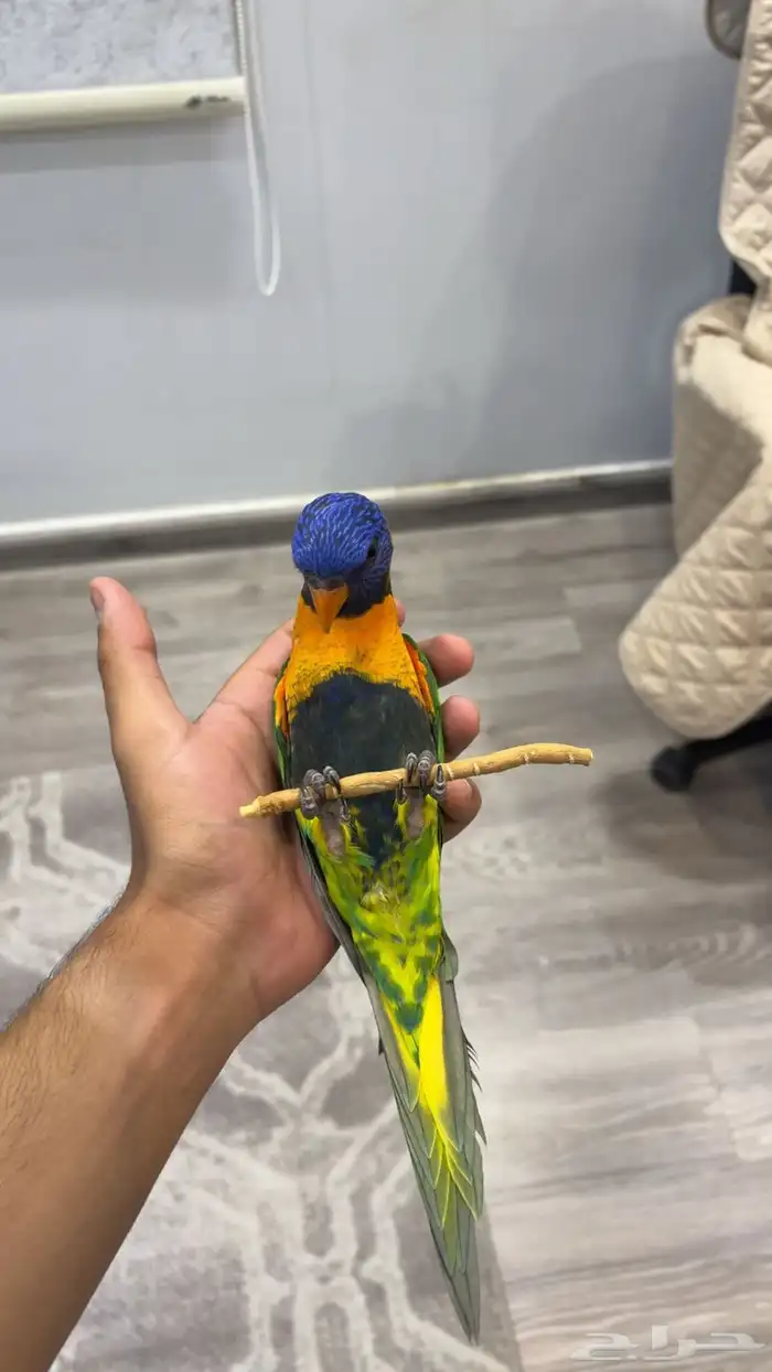 لوري هدد داخلي خارجي (تم البيع) 0