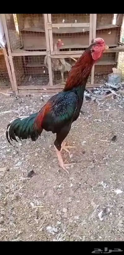 ديك مكس للبيع بطل 0