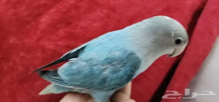 روز اليف تركوازي 0